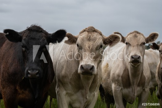 Bild på Angus Cow and steers in a field eating grass